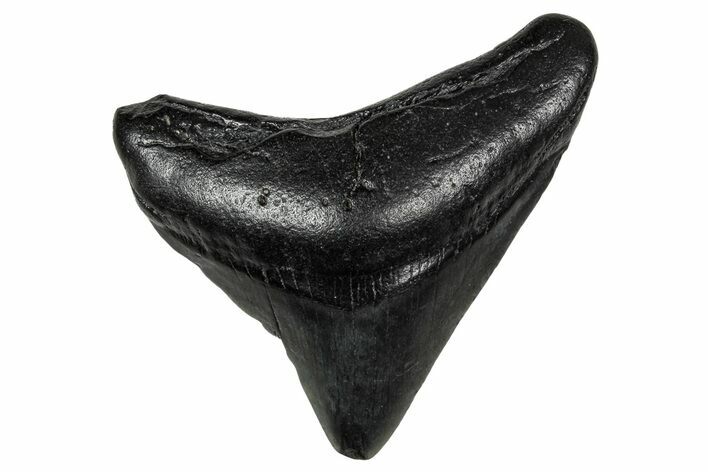 Juvenile Megalodon Tooth - South Carolina #340452